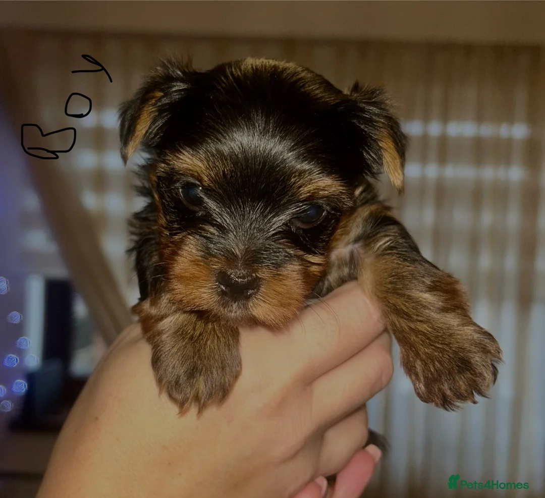 Yorkshire Terrier dogs for sale: Stunning Yorkshire Terriers Puppies  - Advert 2