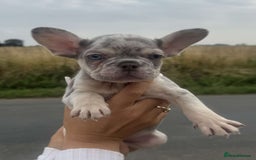 French Bulldog dogs for sale: *REDUCED* Beautiful male  French bulldog puppy  - Image 9