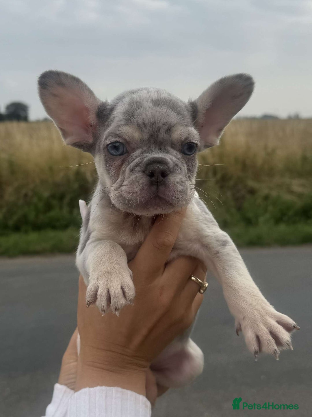 French Bulldog dogs for sale: *REDUCED* Beautiful male  French bulldog puppy  - Image 9