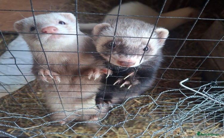 Ferret rodents 3 Ferrets for rehome  - Advert 1