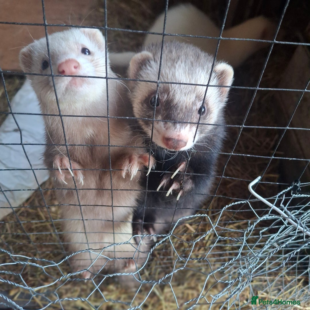 Ferret rodents for sale: 3 Ferrets for rehome  - Advert 1