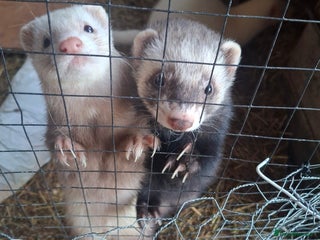 Ferret rodents 3 Ferrets for rehome - Advert 1