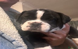Olde English Bulldogge dogs for sale: NEBB REG OLDE ENGLISH BULLDOG  - Image 22