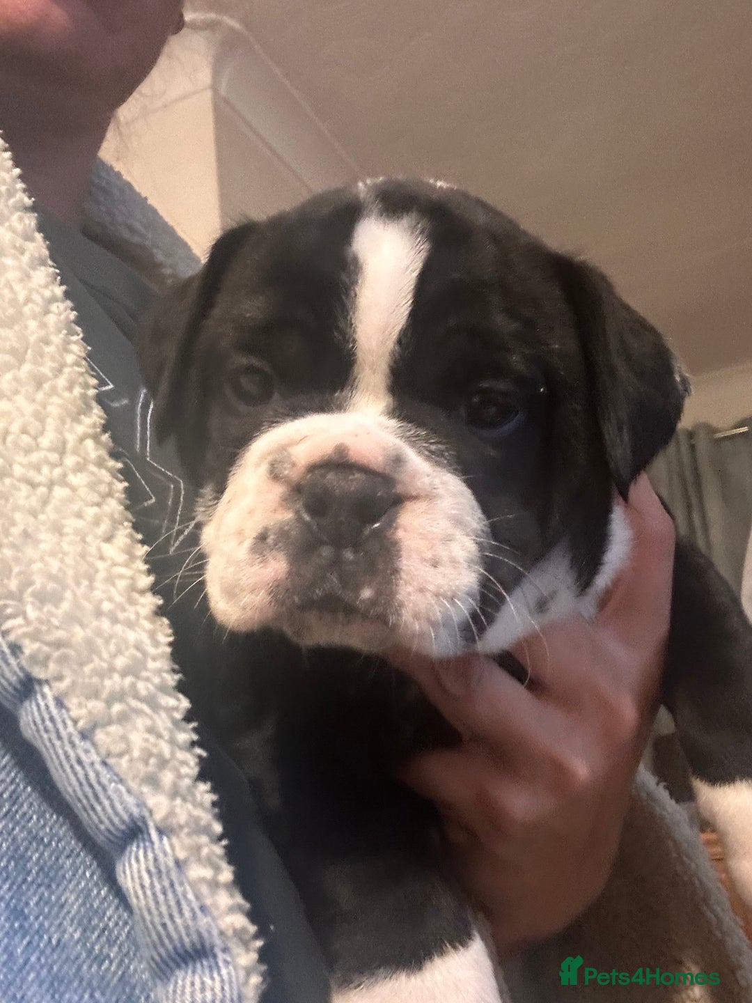Olde English Bulldogge dogs for sale: NEBB REG OLDE ENGLISH BULLDOG  - Image 22