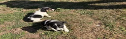 Jack Russell dogs for sale: Jack Russell girls  in Cardiff - Advert 2