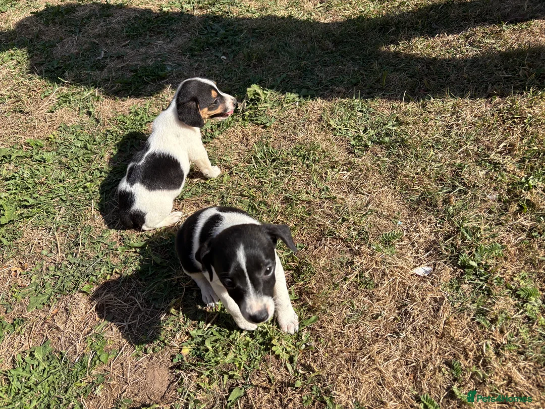 Jack Russell dogs for sale: Jack Russell girls  in Cardiff - Advert 2