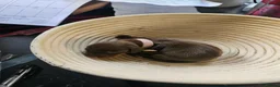 Dachshund dogs for sale: Smooth haired Dachshund Puppies in Wellington - Advert 7