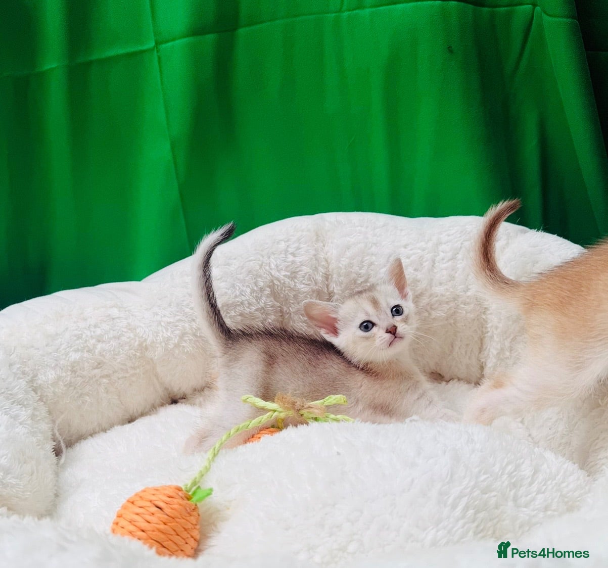 Abyssinian cats 🌟 CHAMPION LINES SILVER BLACK & SILVER CINNAMON  - Advert 2
