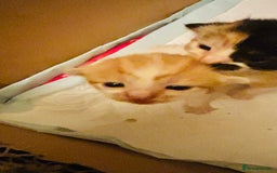 Mixed Breed cats for sale: Cat and kittens - Image 3