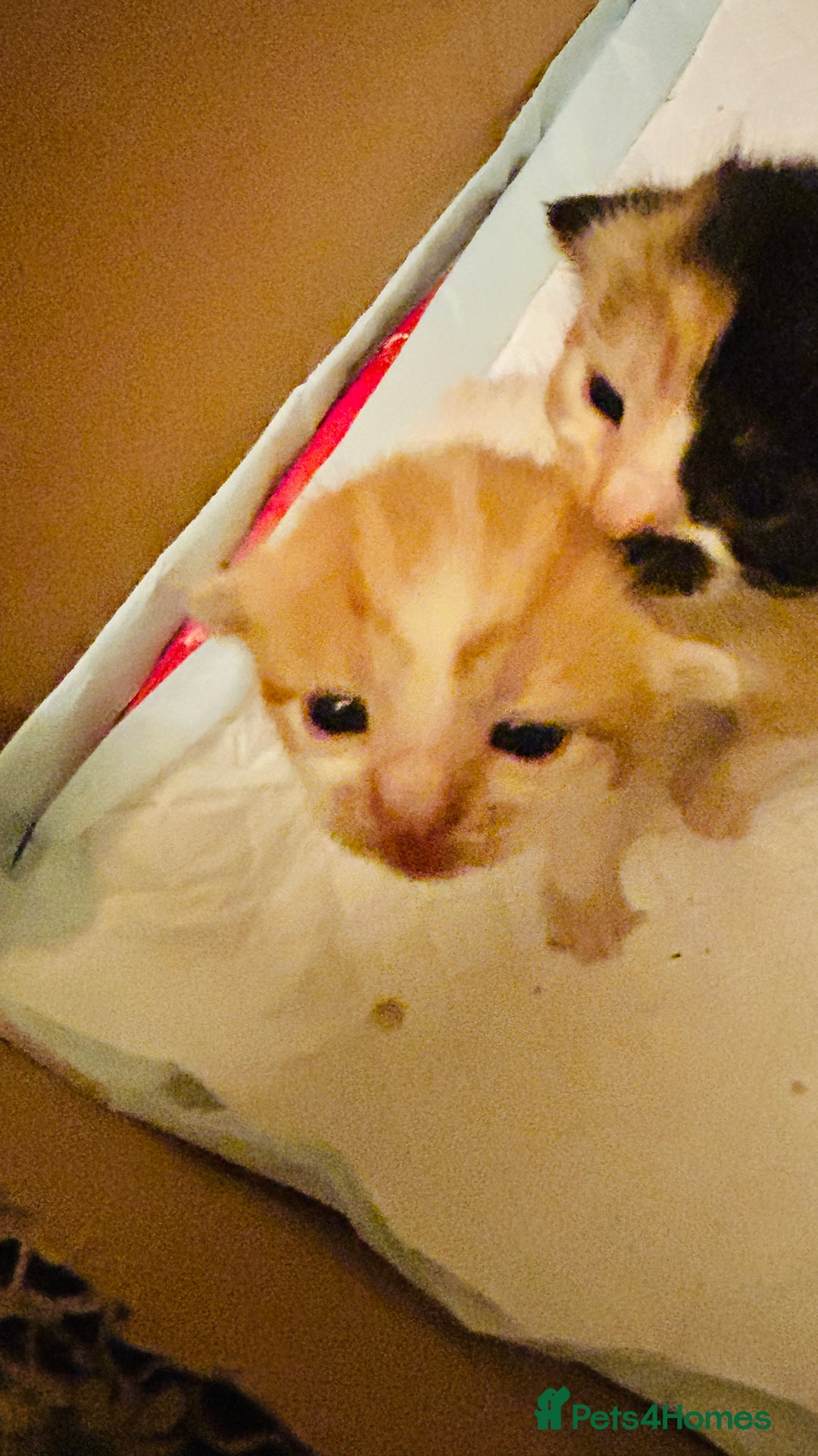 Mixed Breed cats for sale: Cat and kittens - Image 3