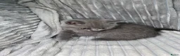 British Shorthair cats for sale: Four adorable British shorthair kittens  in London - Advert 4