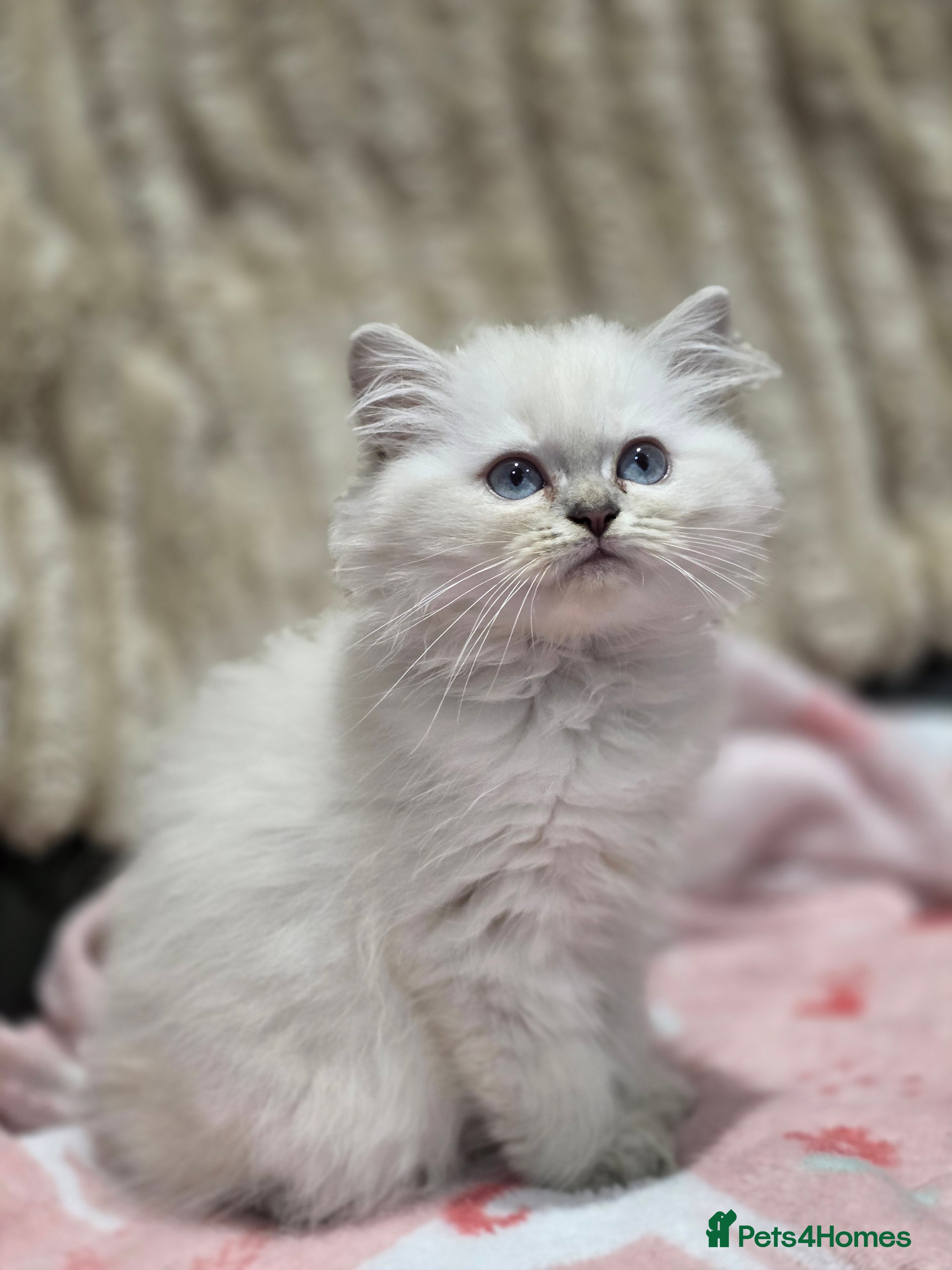 British Longhair cats GCCF Registered British Longhaired Kittens  - Advert 1