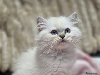 British Longhair cats GCCF Registered British Longhaired Kittens - Advert 5