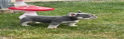 French Bulldog dogs for sale: Stunning 3rd generation French Bulldog puppies - Advert 4