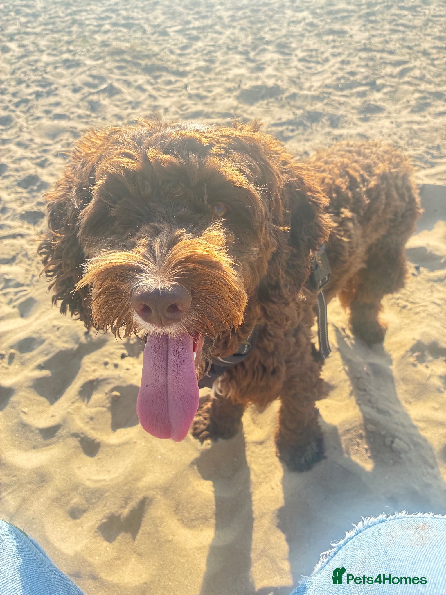 Cockapoo dogs Beautiful Chocolate F1 Cockapoo Stud 🐾 - Advert 6