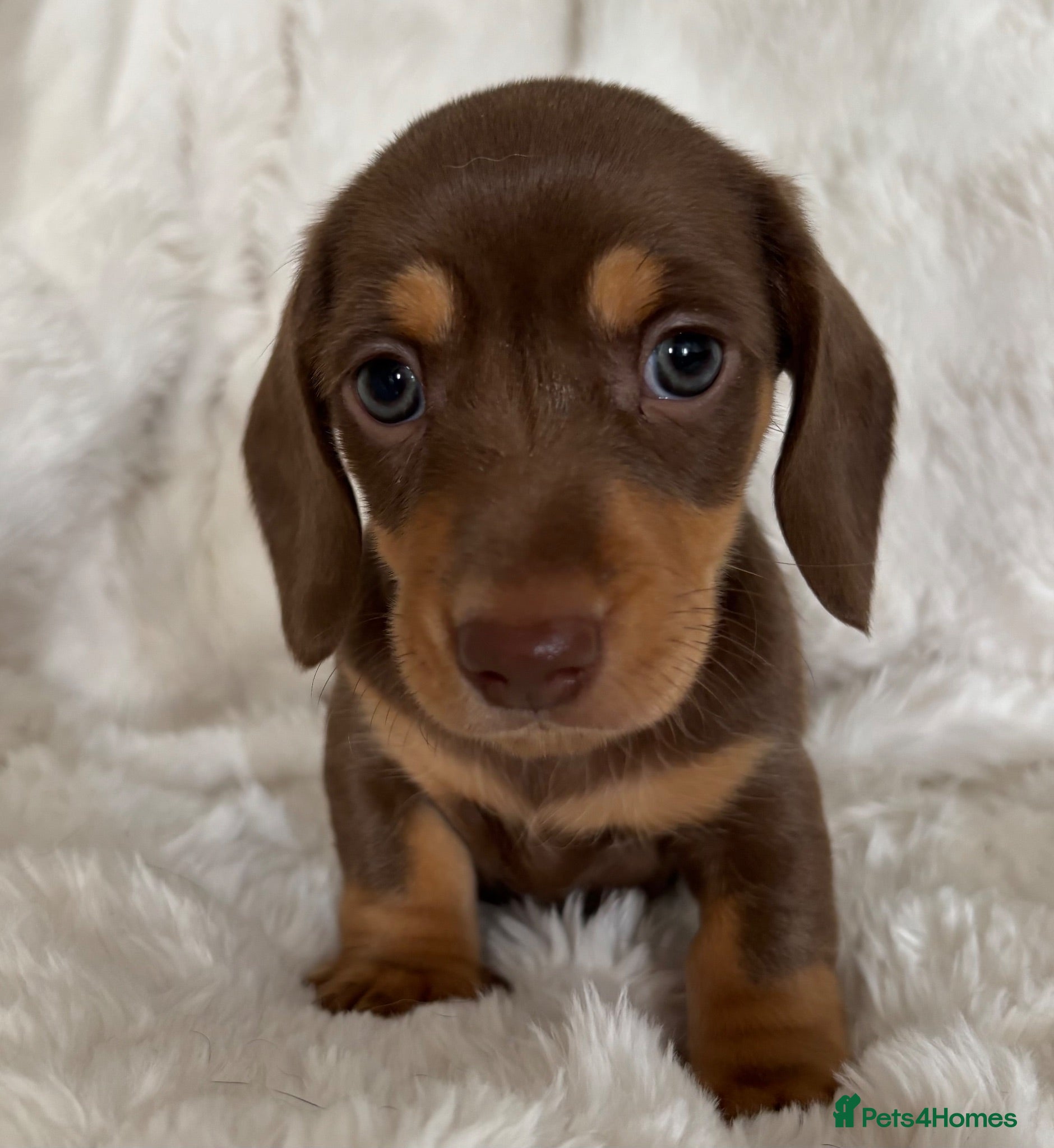 Miniature Dachshund dogs Miniature Dacshund’s  - Advert 4