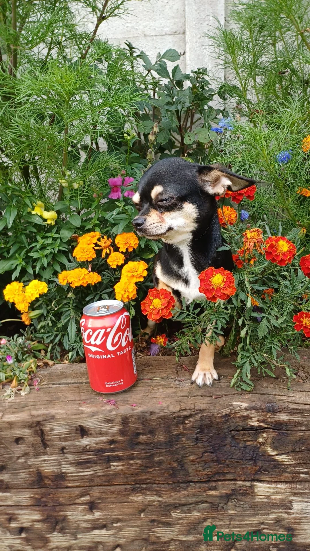 Chihuahua dogs for sale: Beautiful Small Chihuahua Girl Available  - Advert 2