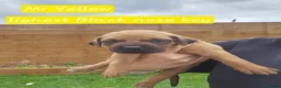 Rhodesian Ridgeback dogs for sale: Beautiful Rhodesian Ridgeback Puppies  in Doncaster - Advert 17