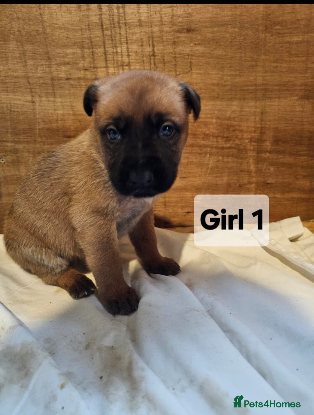 Mixed Breed dogs for sale: German shepard x rottweiler pups - Advert 3