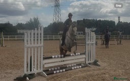 Connemara horses for sale: Hallie the Connie cross  - Image 5