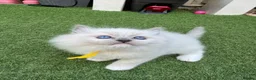 Ragdoll cats for sale: 🏆Gccf stunning ragdoll kittens (GRCH PARENTS 🥇) - Advert 21