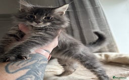Maine Coon cats for sale: Ready NOW! TICA splendid Maine Coon - Image 23