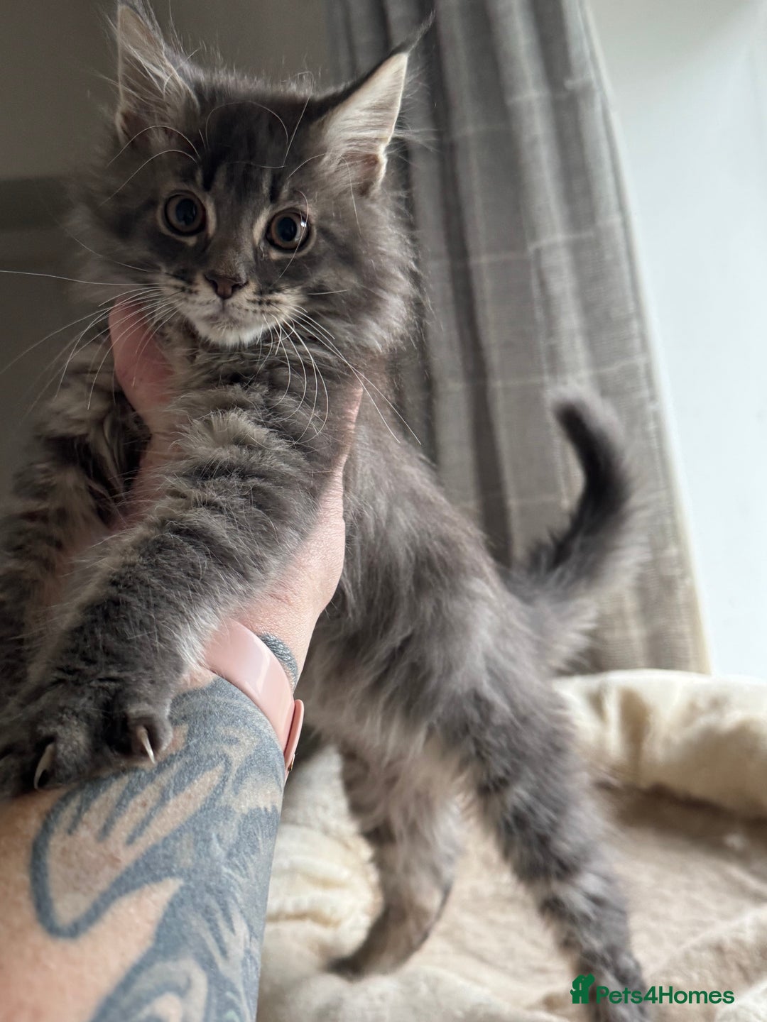 Maine Coon cats for sale: Ready NOW! TICA splendid Maine Coon - Image 23