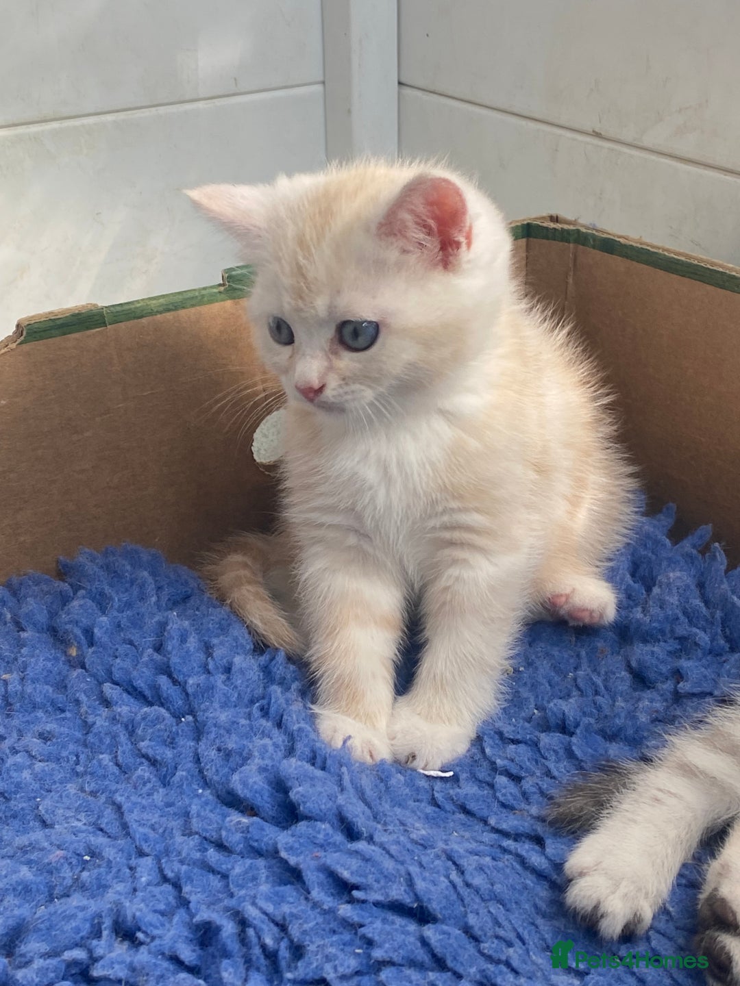 Persian cats for sale: Silver and Cream chinchilla kittens - Image 14
