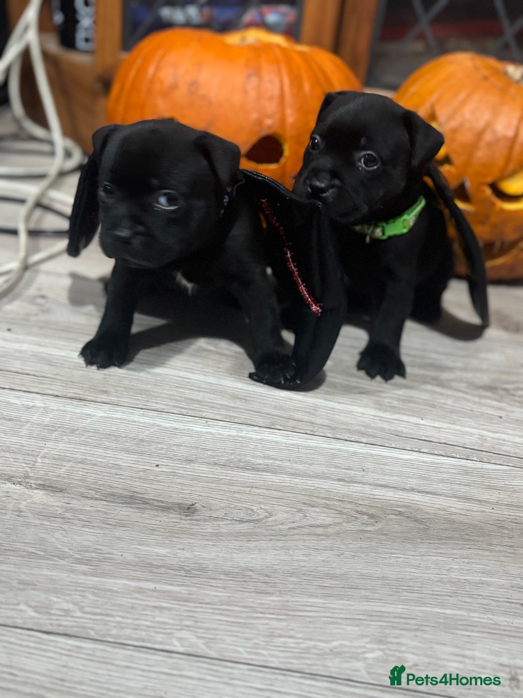 Staffordshire Bull Terrier dogs for sale: Staffys Puppies   25+ Champions ( Show Quality ) - Advert 34