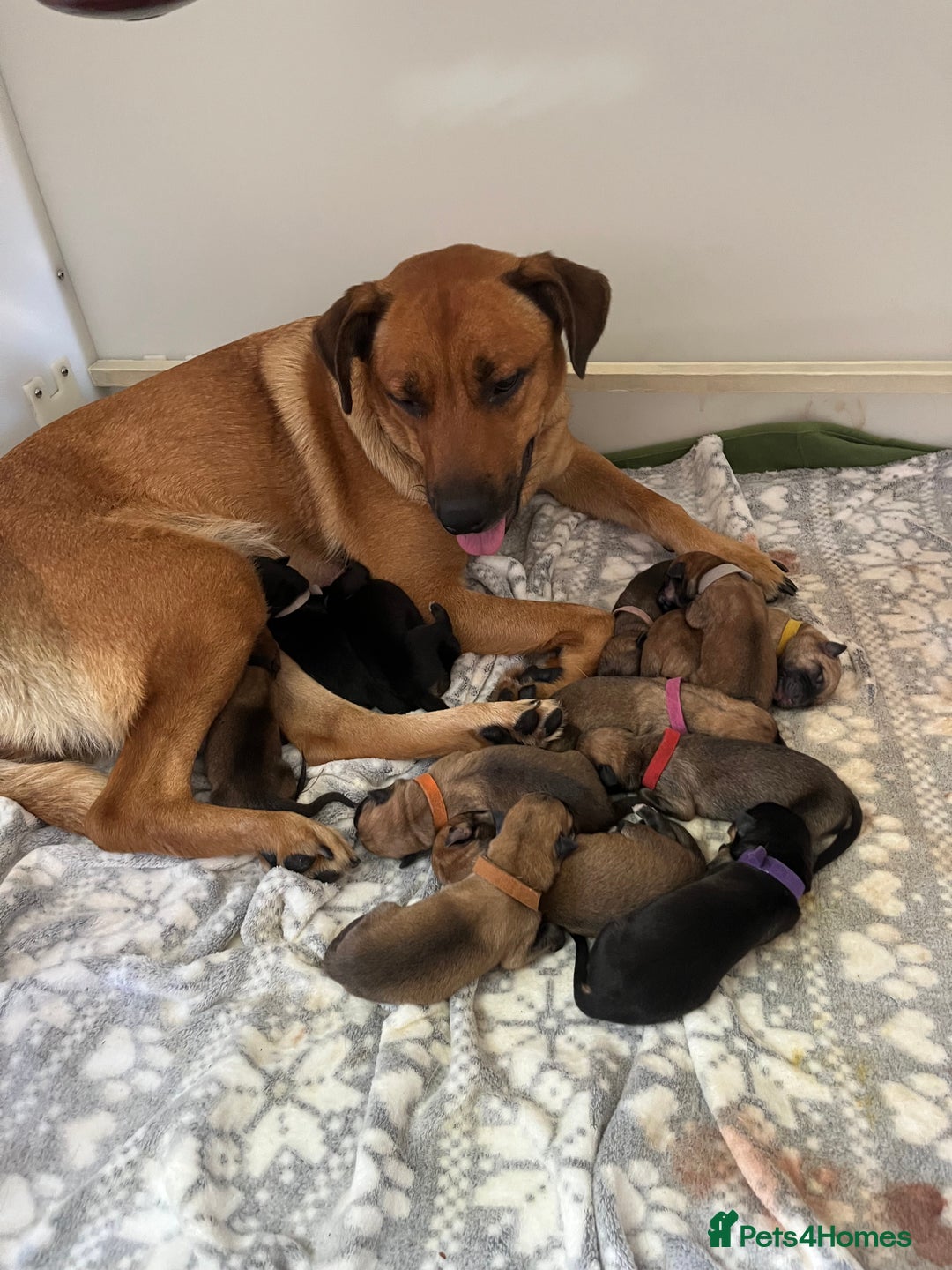 Mixed Breed dogs for sale: belgian malinois mix cross German shepherd  - Advert 1