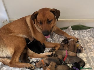 Mixed Breed dogs belgian malinois mix cross German shepherd - Advert 5