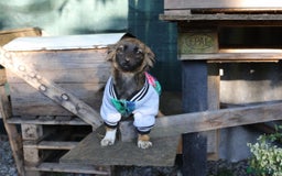 Mixed Breed dogs for adoption: 💖🐶 LOLLY & JOLIE 🐶💖 - Image 29