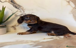 Cocker Spaniel dogs for sale: ⭐️chocolate cocker spaniel pups⭐️  - Image 9