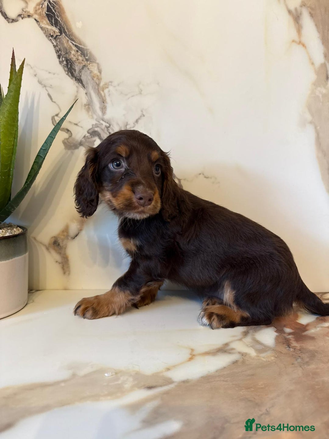 Cocker Spaniel dogs for sale: ⭐️chocolate cocker spaniel pups⭐️  - Image 9