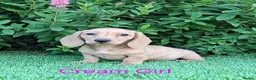 Miniature Dachshund dogs for sale: Long coat Miniature Dachshund Puppies  - Advert 8