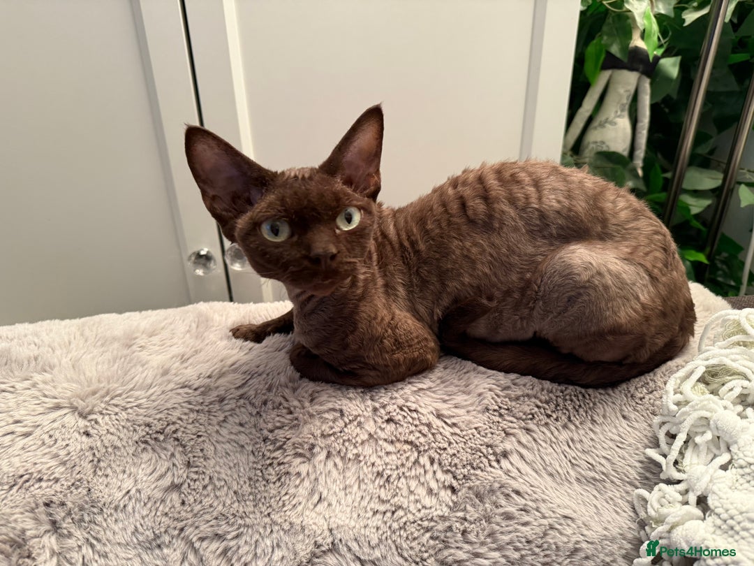 Devon Rex cats for sale: Chocolate Devon Female - Image 13