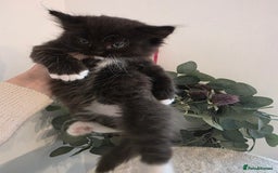 Ragdoll cats for sale: Ragdol mix 4 girls 1 boy - Image 17