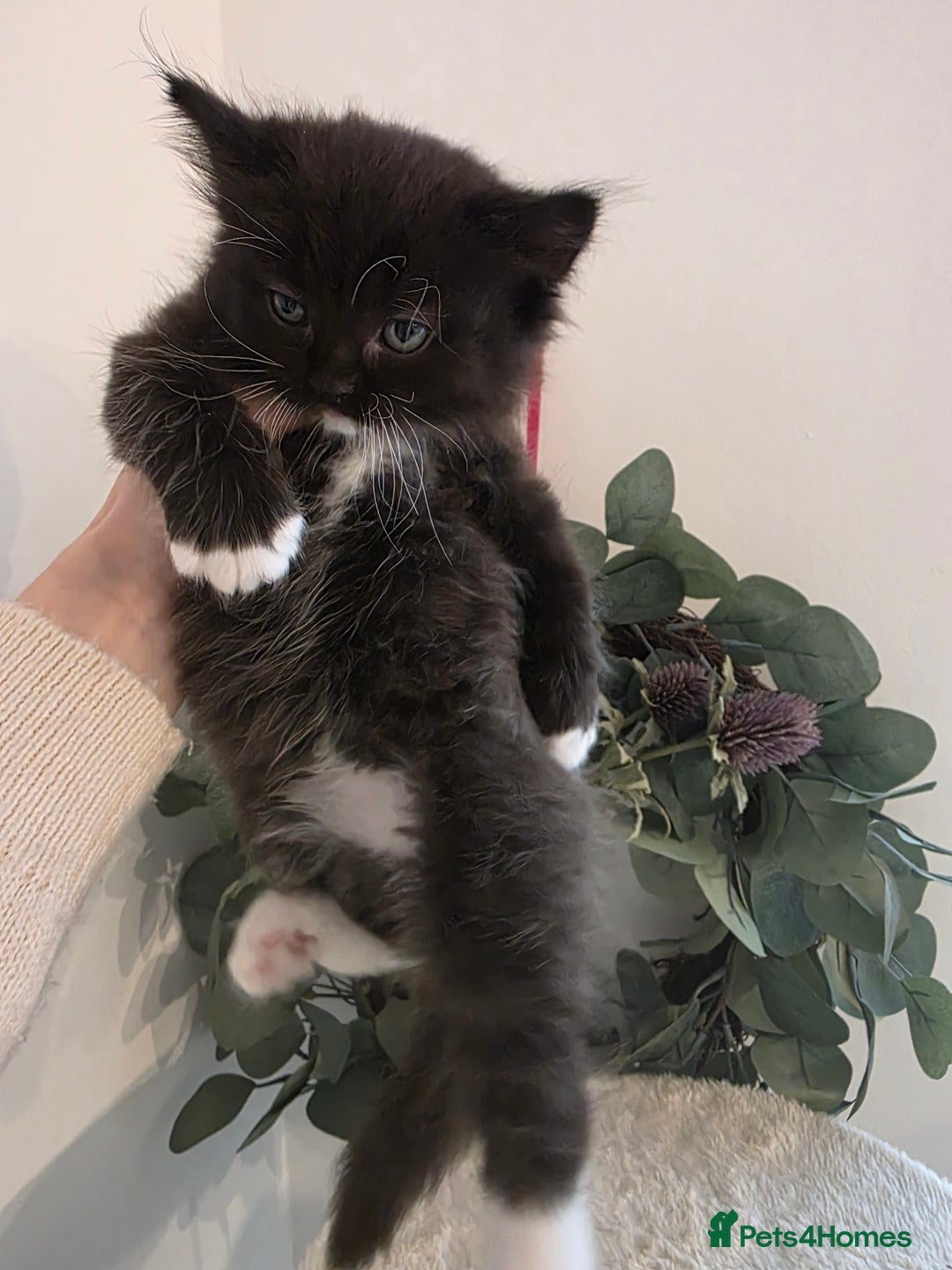 Ragdoll cats for sale: Ragdol mix 4 girls 1 boy - Image 17