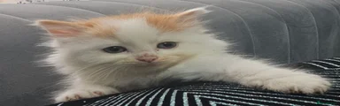 Persian Kitten 2