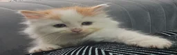 Persian cats for sale: Lovley half perian  - Advert 12