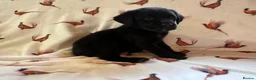 Labrador Retriever dogs for sale: KC LABRADOR RETRIEVER PUPPIES - Advert 8