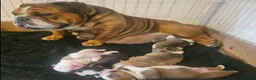 English Bulldog dogs for sale: Beautiful English Bulldog Puppies in Watford - Advert 17