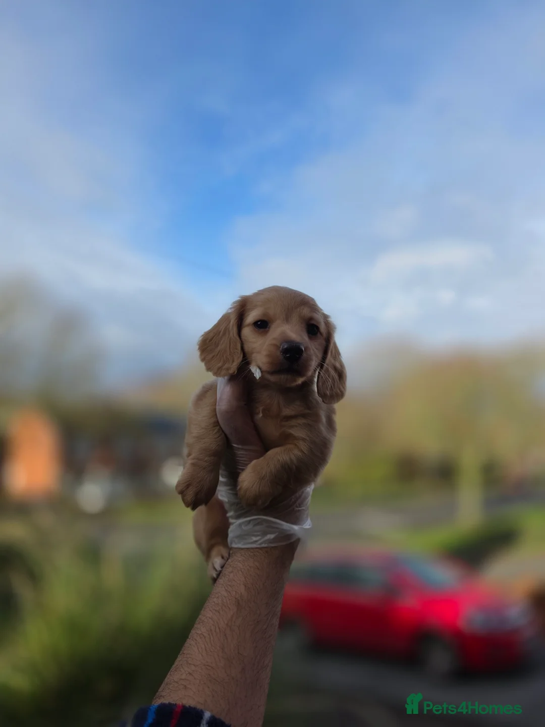 Miniature Dachshund dogs for sale: LONG HAIRED MINIATURE DACHSHUND'S LITTER ❤️❤️ - Advert 4
