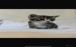 Bengal cats for sale: Half bengal mix  - Image 2