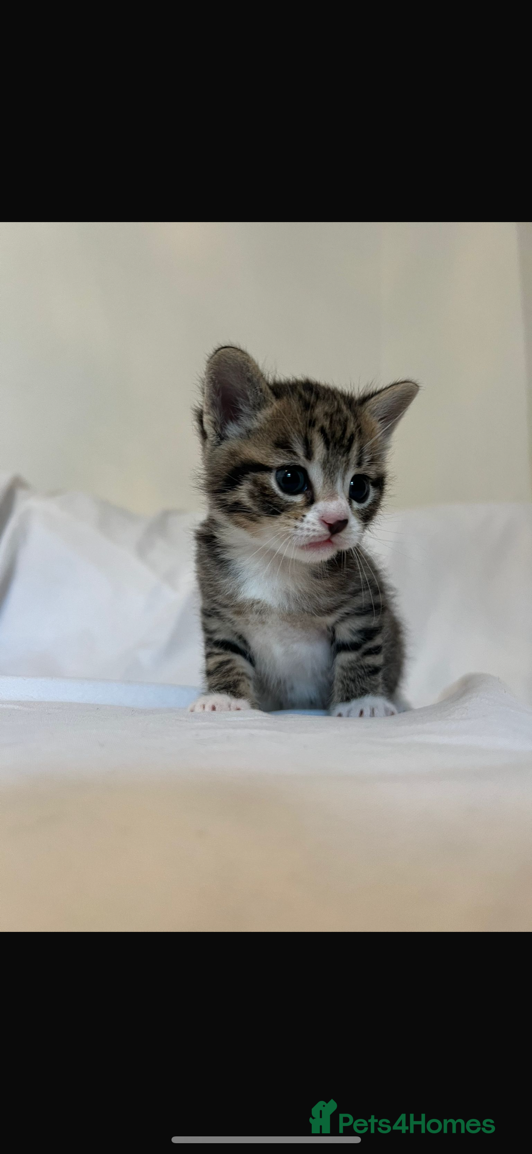 Bengal cats for sale: Half bengal mix  - Image 2