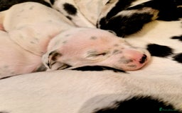 Dalmatian dogs for sale: **Beautiful litter of 11 KC Dalmatians** - Image 1