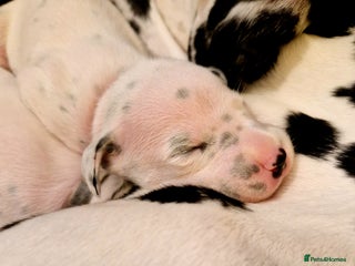 Dalmatian dogs for sale - Advert 1
