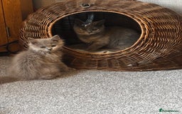 British Shorthair cats for sale: Beautiful sisters ready for their new homes  - Image 2