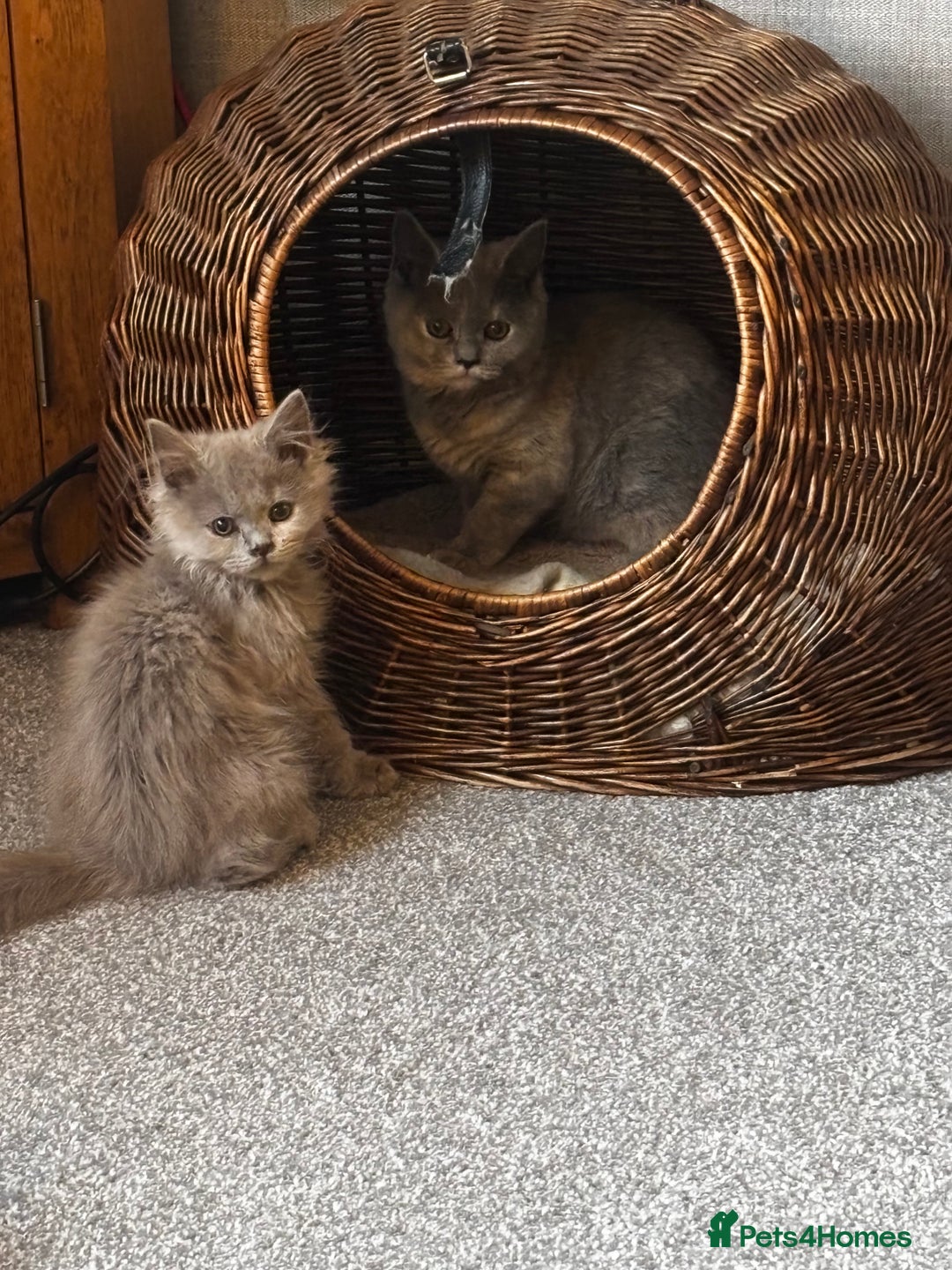 British Shorthair cats for sale: Beautiful sisters ready for their new homes  - Image 2