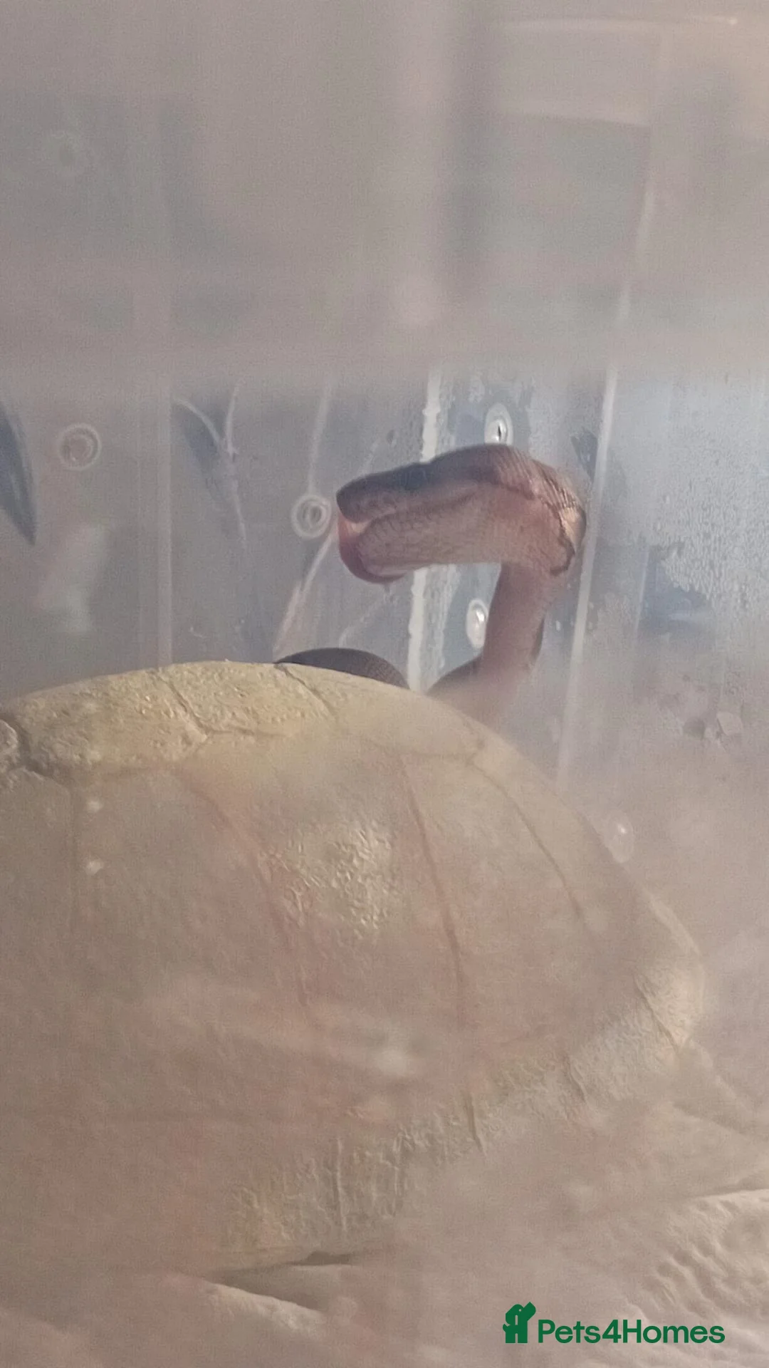 Python Snake reptiles for sale: Baby pinstrip  - Advert 2